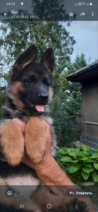 Німецька вівчарка