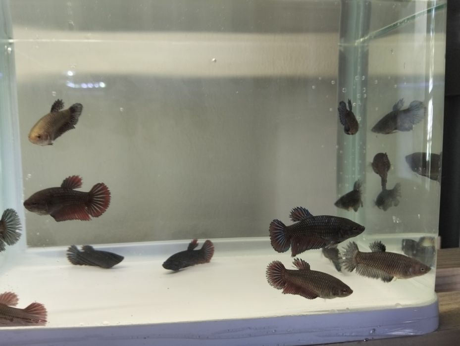 Bettas fêmeas várias cores e padrões