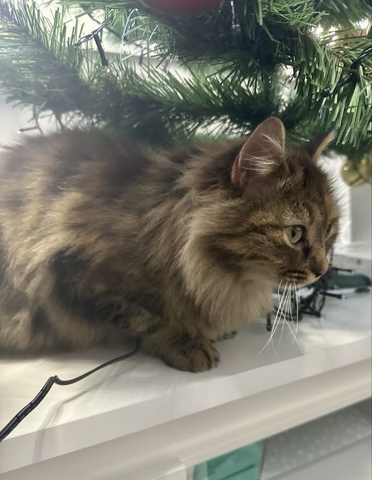 Кошечка в добрые руки