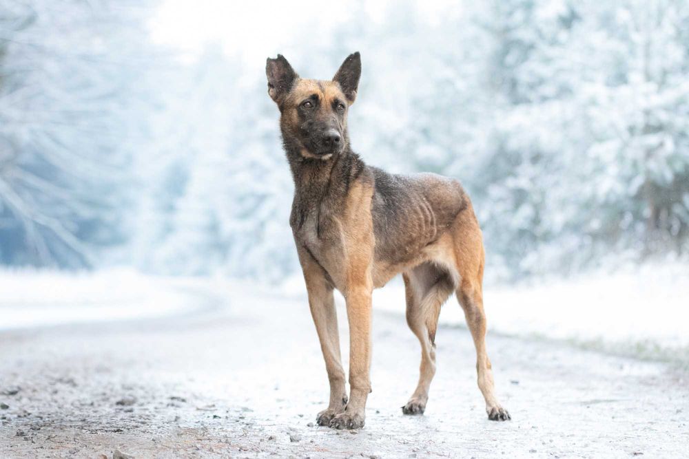 RONIA - piękna sunia w typie owczara belgijskiego, dla doświadczonych
