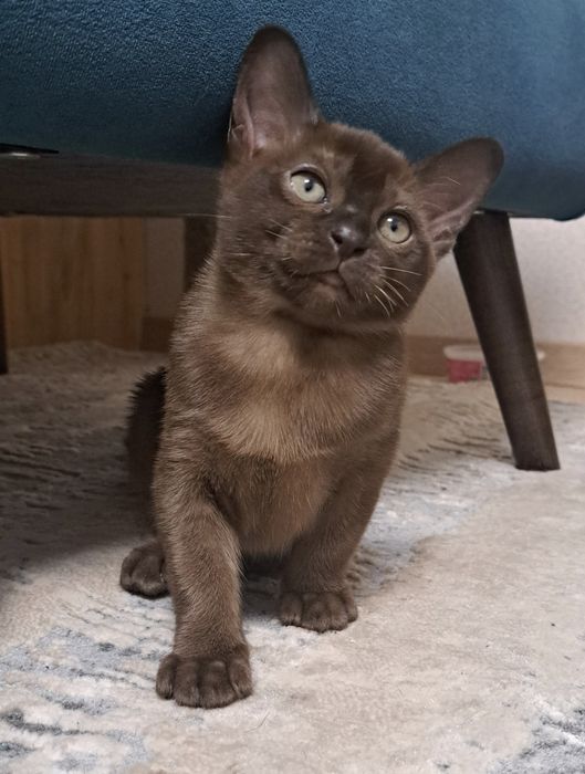 Європейська бурма. Соболиний окрас.