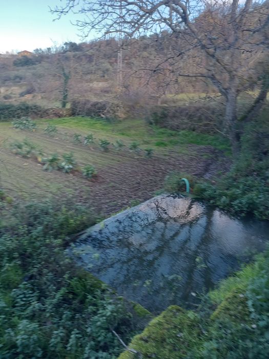 Quinta Pinhel 1 hectare