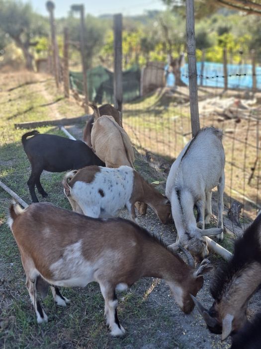 cabras anãs. conjunto de 13 animais