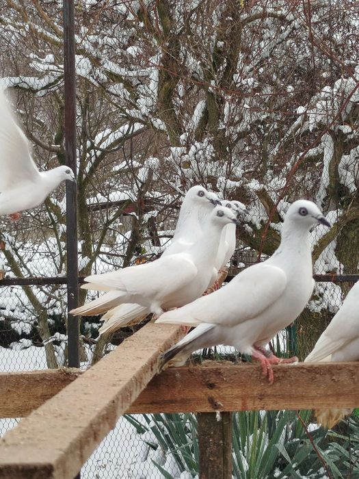 Gołębie jasne Zapraszam