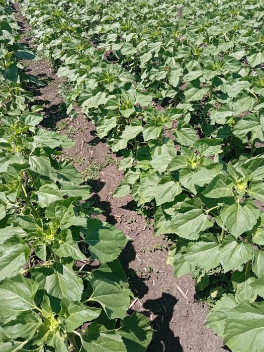 Продам земельні паї 2 шт 12,222 га