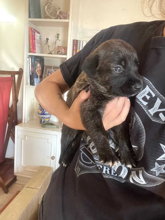 Adoção | 5 Cachorrinhas Arrasado de Fila de São Miguel