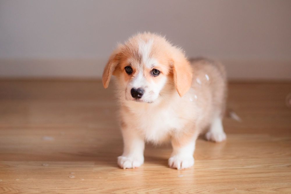 Welsh Corgi Pembroke