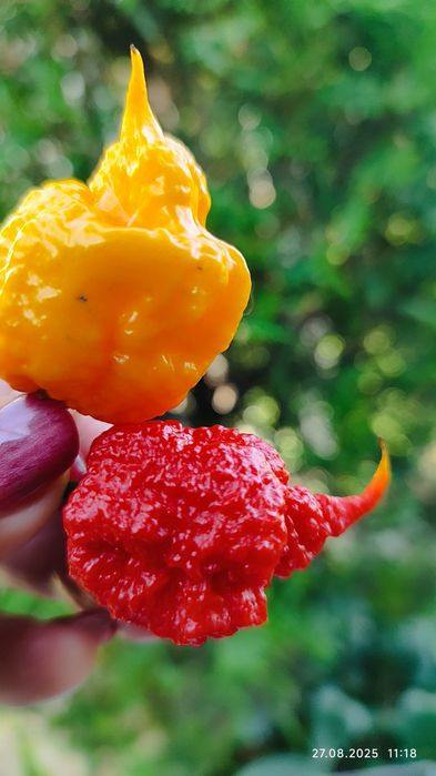 Carolina Reaper-надгострий перець 3 шт.