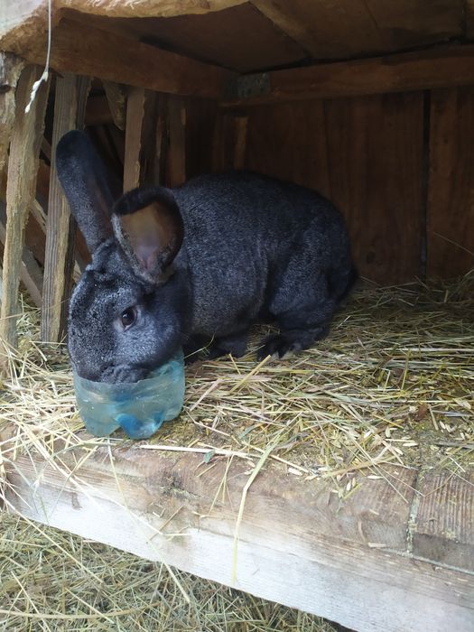 Кролики Новозеландський