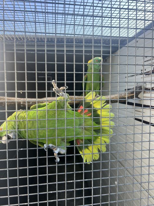Casal de auropalliata de 2016