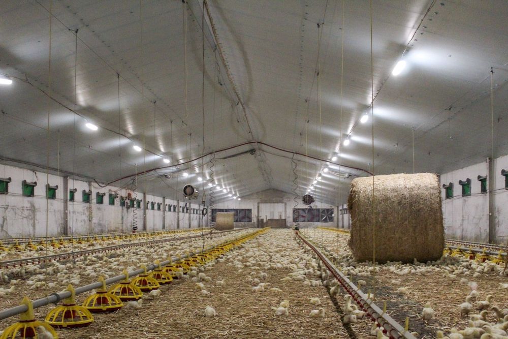 Izolacja Podbitka Kurnika Fermy Płyty Ociepleniowe Styrodur XPS AGRO