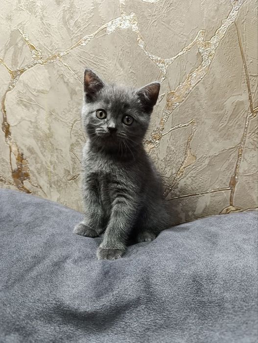 Шотландські кошенята шукають люблячу  сім'ю