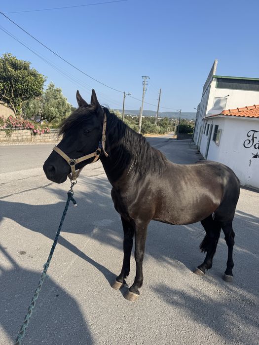 Cavalo luso-arabe preto