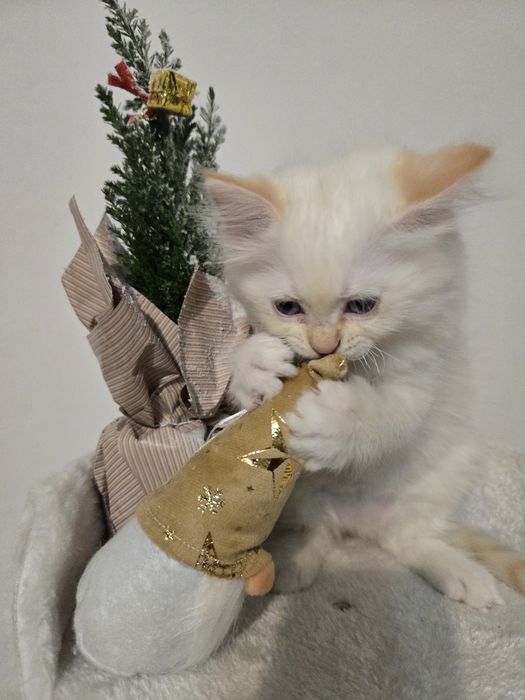 OSTATNI Kocurek Ragdoll FPL