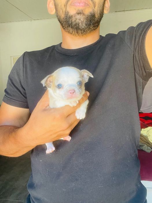 Chihuahua macho mini