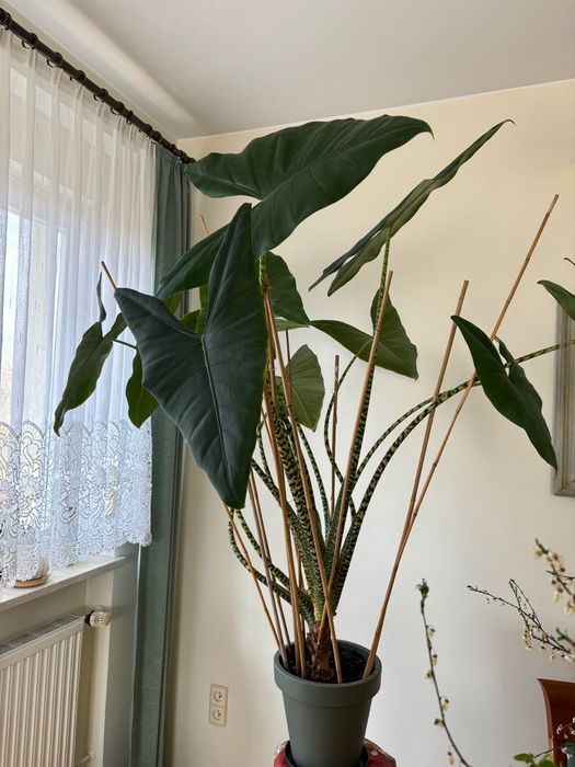 Alocasia Alokazja Zebrina 140cm