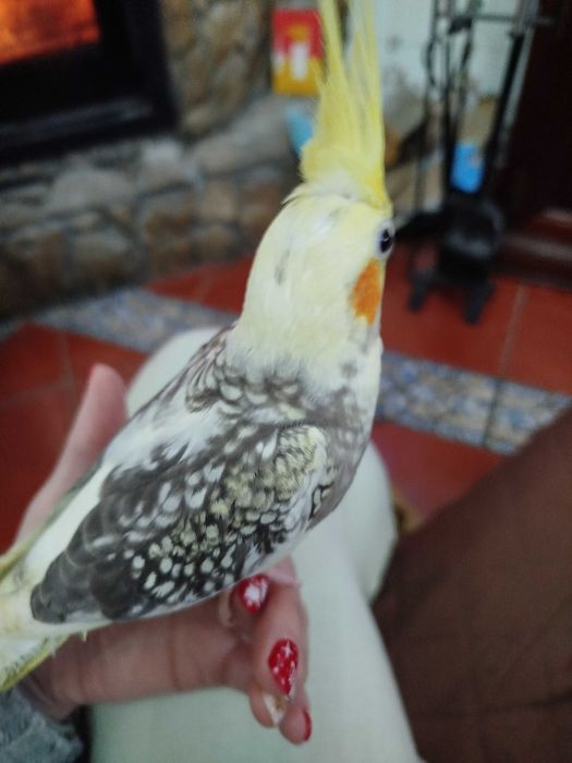 Caturras criadas á mão domesticadas