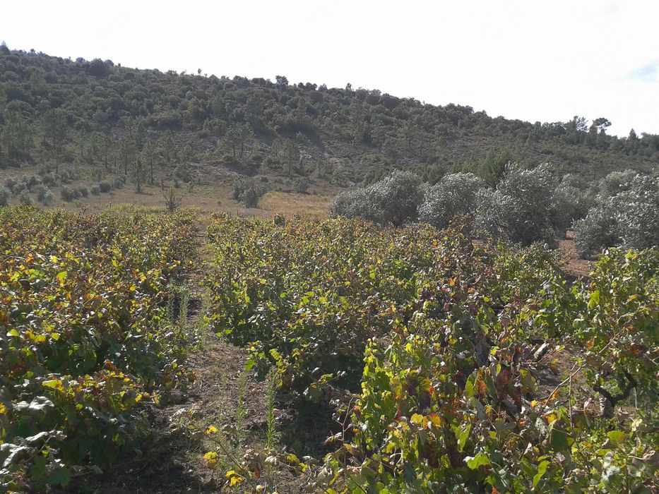 Vinha com Terreno Agrícola