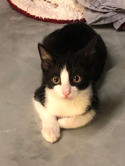 Gatinho preto e branco 2meses muito muito meigo