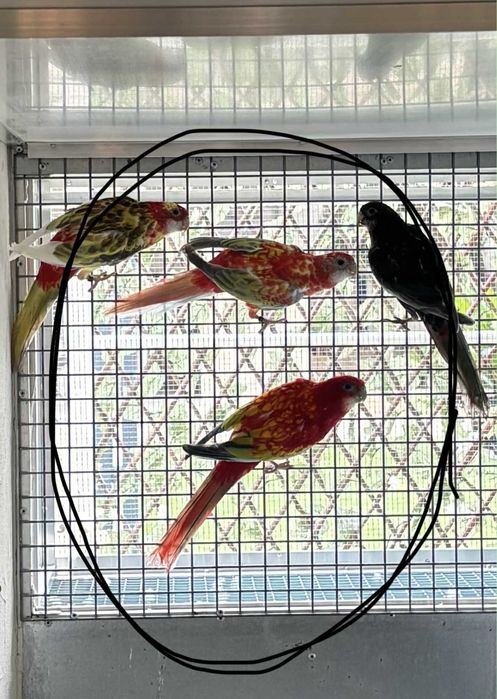 Casais de roselas e roselas sem casal