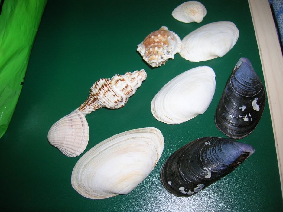 Ракушки для аквариума