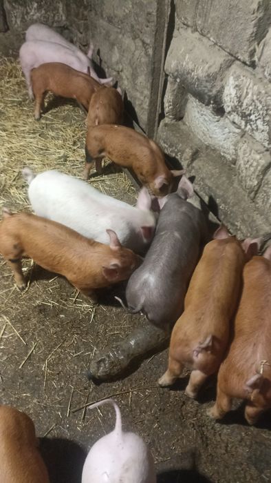 Продам малих поросят