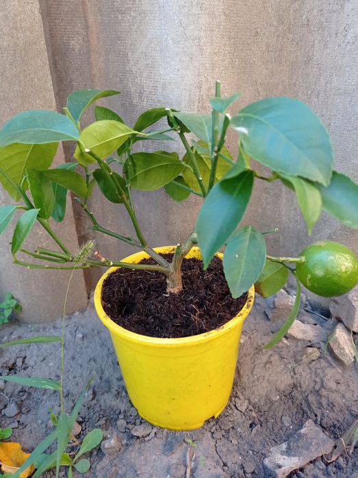 Цитрус лимон сорт Мейера  с плодом.