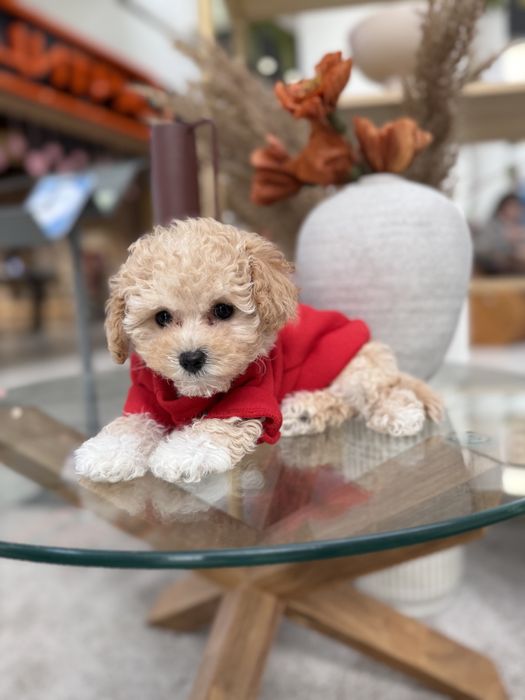 Цуценятка мальтипу ф1 чіп