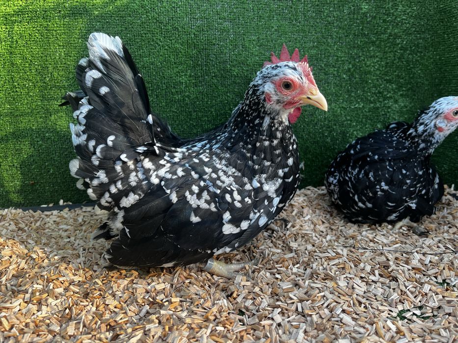 Chabo Szabo czarno-nakrapiane