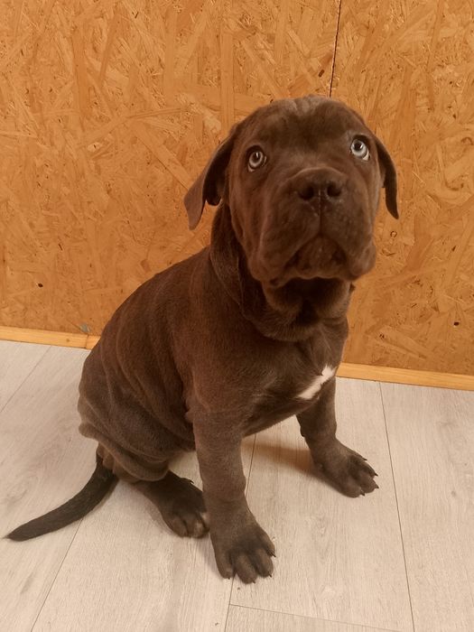 Cane corso Italiano suczka paszport UE