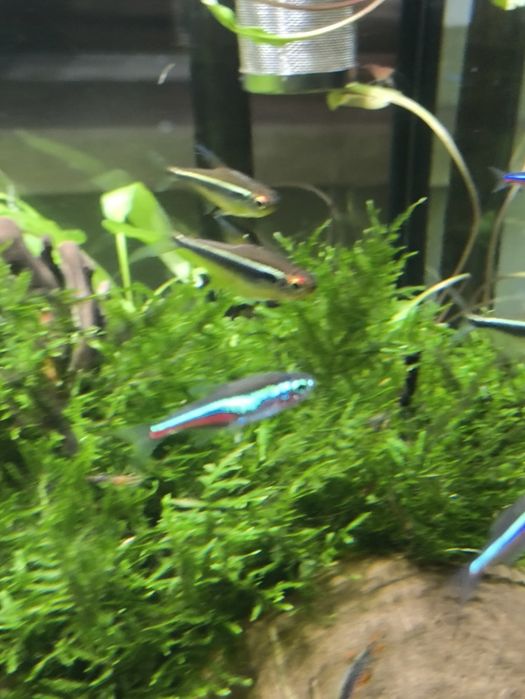 Neon zielony piękny