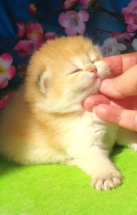 Очень нежные лапульки, ручные котята золотая шиншилла