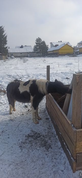 Klacze kucyki Szetlandy