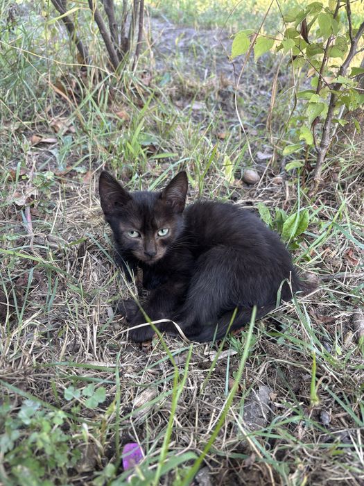 Котики бесплатно в хорошие руки, ласковые