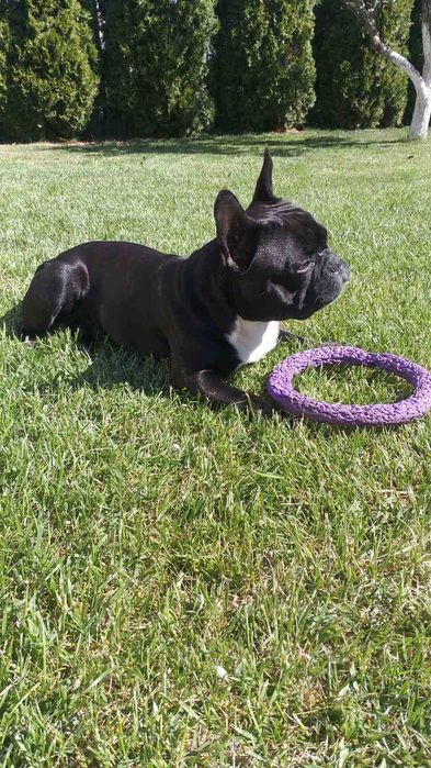 Вязка французский бульдог, Дворазовий Чемпіон України тигрового окрасу