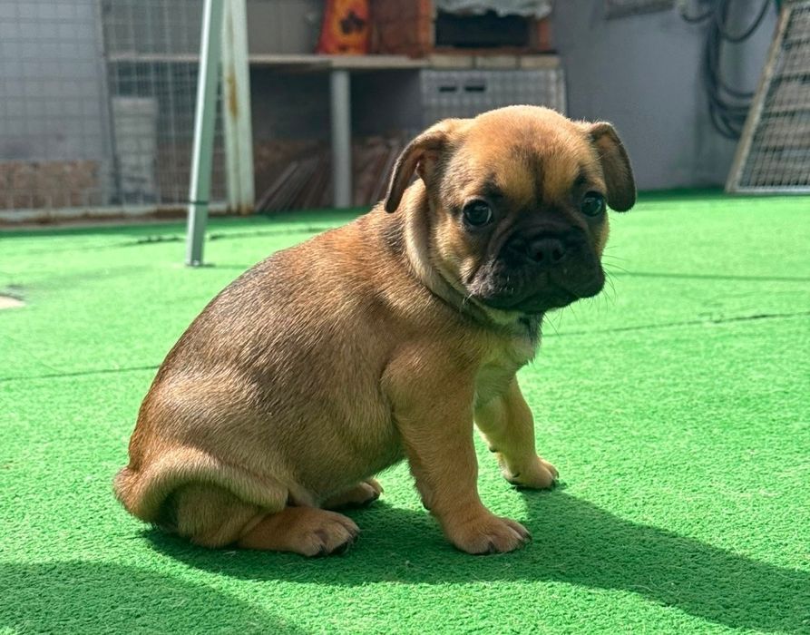 Bulldog francês fêmea fawn