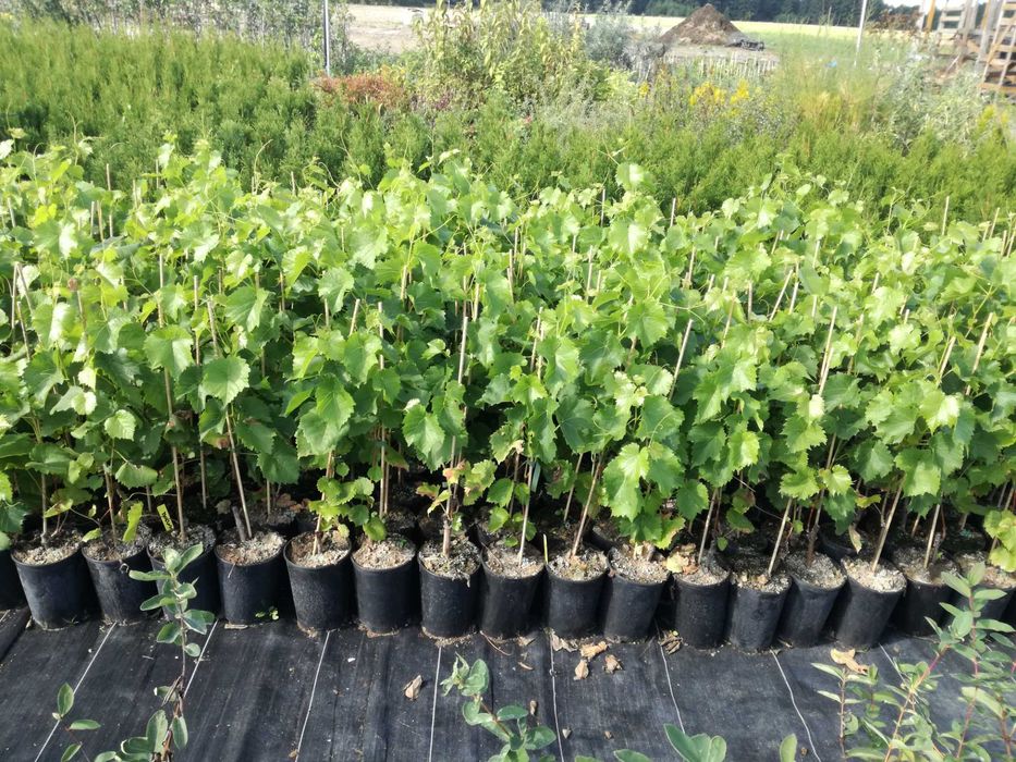 Sadzonki winogron!Winorośl! Wiele odmian!Bezpestkowe 2 i 3 letnie!