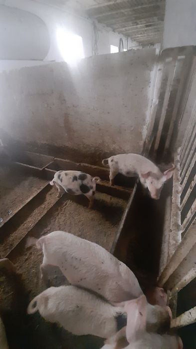 Подаются поросята