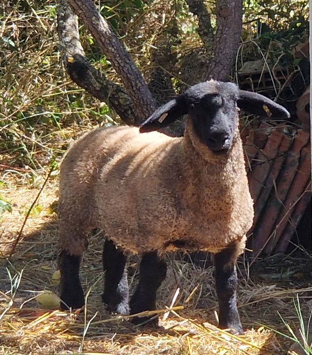 Borrega Suffolk pura
