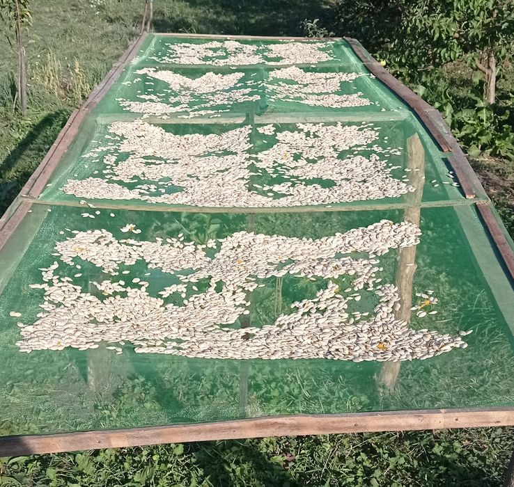 Насіння гарбуза.  "Український багатоплідний, ціна 100 грн за 1 кг.