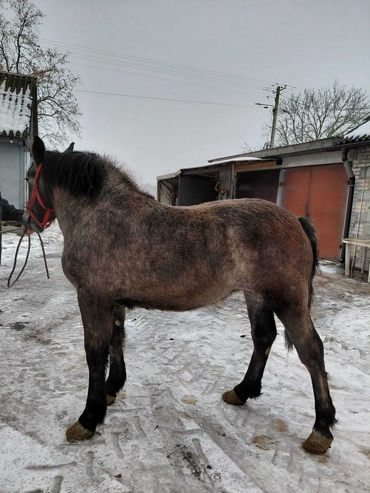 Źrebica Zimnokrwista Szpaczka - rezerwacja do 14.02