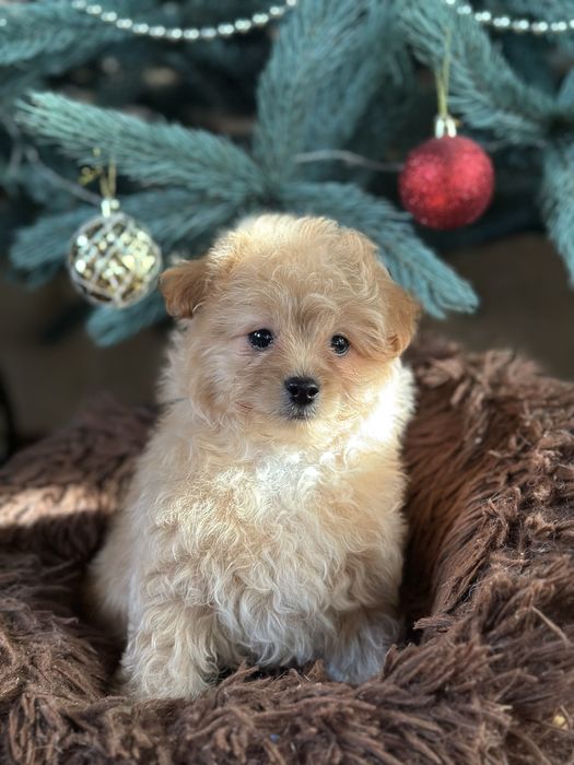 Міні Мальтіпу хлопчик