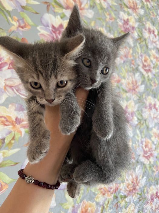 Котик шукає домівку