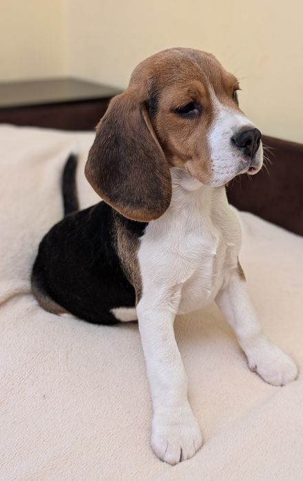 Найкращі біглята!