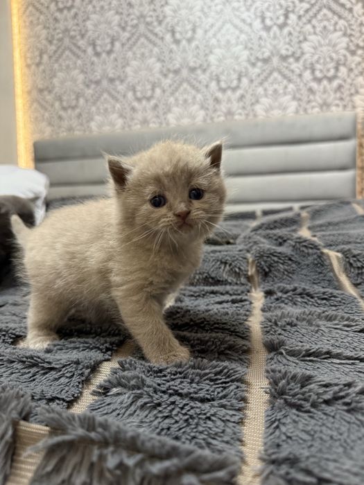 Віддам в хороші руки котика