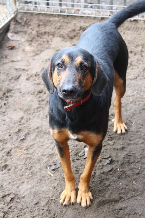 Szarnek - przyjazny i kontaktowy, dla aktywnej rodziny