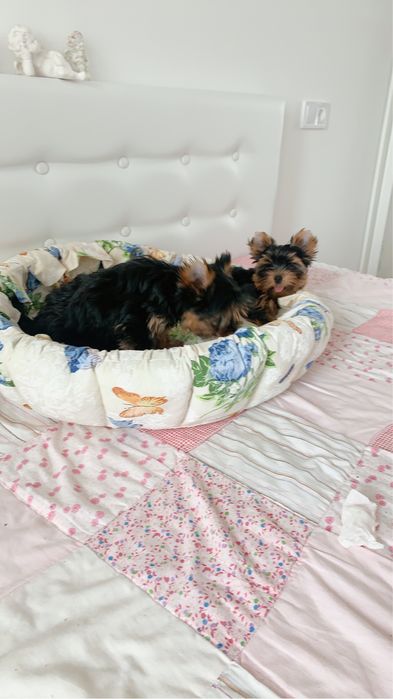 Щенки йорки мальчуган