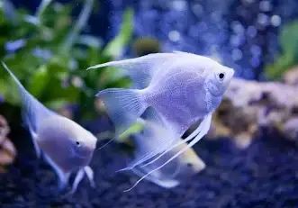 Прийму в дар рибок/пташок