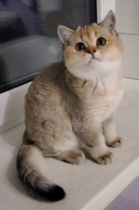 Кот,окраса золотая шиншилла на вязку.