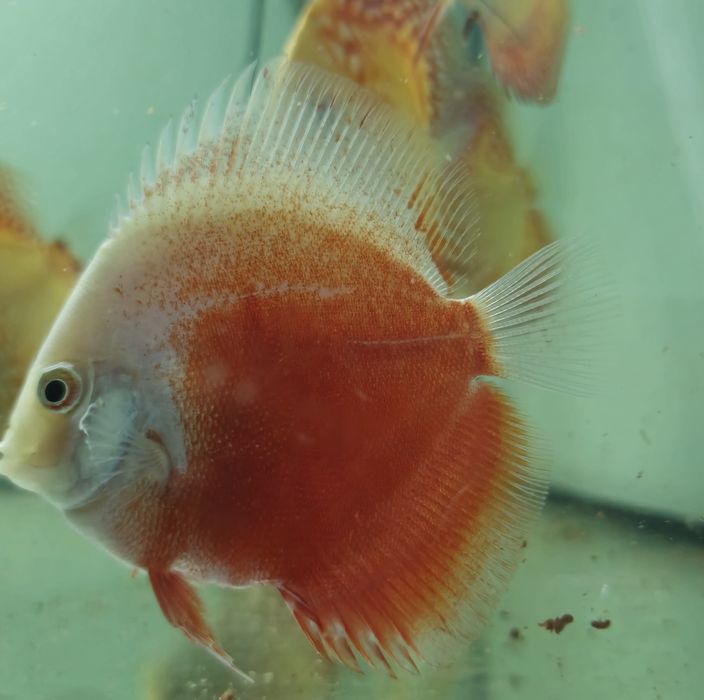 Ração Premium para Discus e outros peixes – Crescimento Rápido & Cores